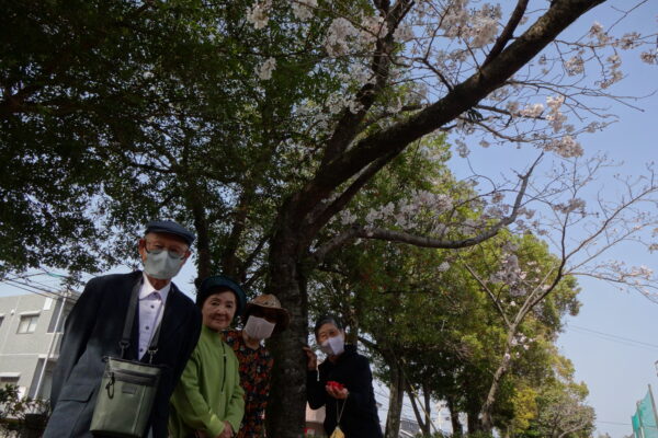 桜を愛でながらお散歩